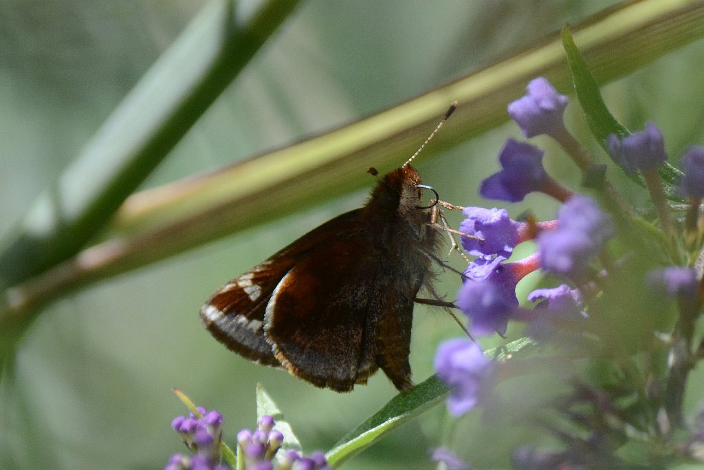 203 2013-08105650 Broad Meadow Brook, MA.JPG - Zabulon Skipper Butterfly (Poanes zabulon). Broad Meadow Brook Wildlife Sanctuary, MA, 8-10-2013